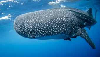 International Whale Shark Day