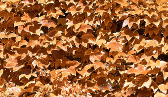 Autumnal Equinox