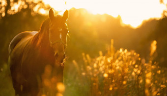 National I Love Horses Day