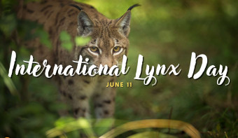 International Lynx Day
