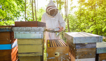 National Honey Bee Day