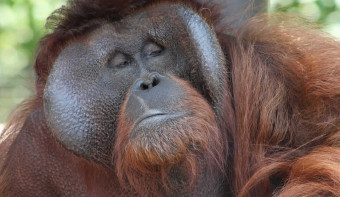 International Orangutan Day