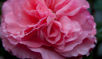 Read more about National Pink Day
