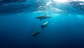 Read more about National Dolphin Day