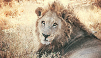 National Wildlife Day